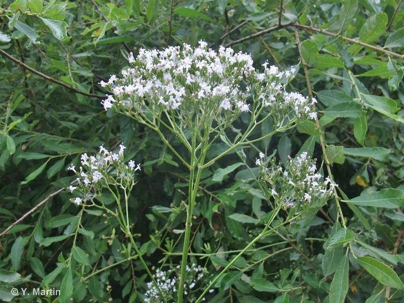 <i>Valeriana excelsa </i>subsp.<i> sambucifolia</i> (J.C.Mikan ex Pohl) Holub, 1997 © 
