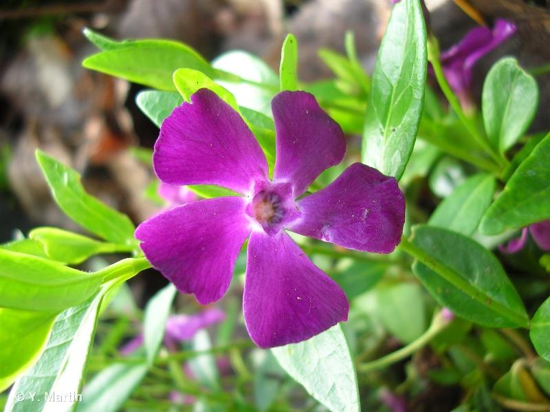 Image of Vinca minor - Lesser Periwinkle [plant]: http://taxref.mnhn.fr/lod/taxon/129470