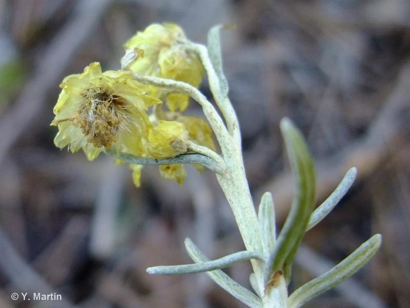 <i>Helichrysum stoechas </i>(L.) Moench, 1794 subsp.<i> stoechas</i> © 