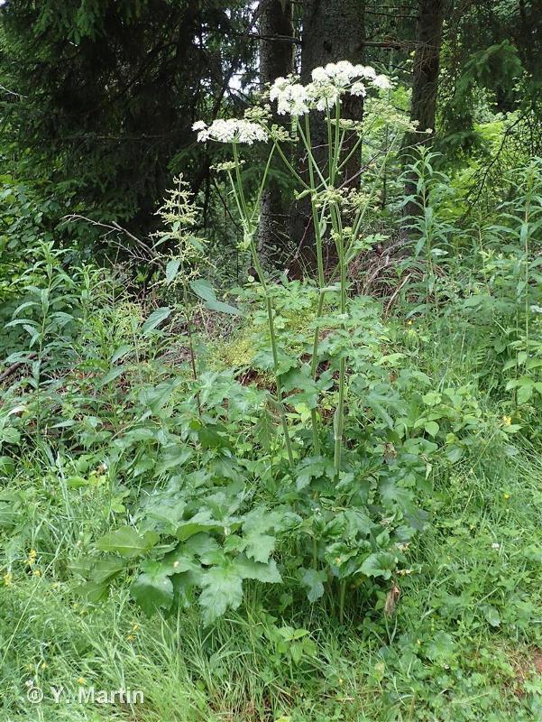 <i>Heracleum sphondylium </i>L., 1753 subsp.<i> sphondylium</i> © 