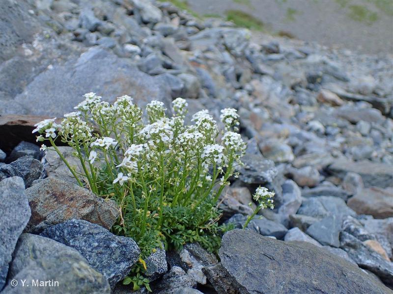 <i>Hornungia alpina </i>(L.) O.Appel, 1997 subsp.<i> alpina</i> © 