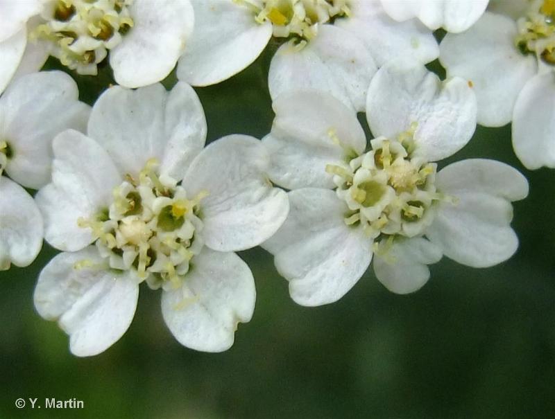 Achillea millefolium L., 1753 - Achillée millefeuille, Herbe au  charpentier, Sourcils-de-Vénus, Millefeuille, Chiendent rouge-Présentation