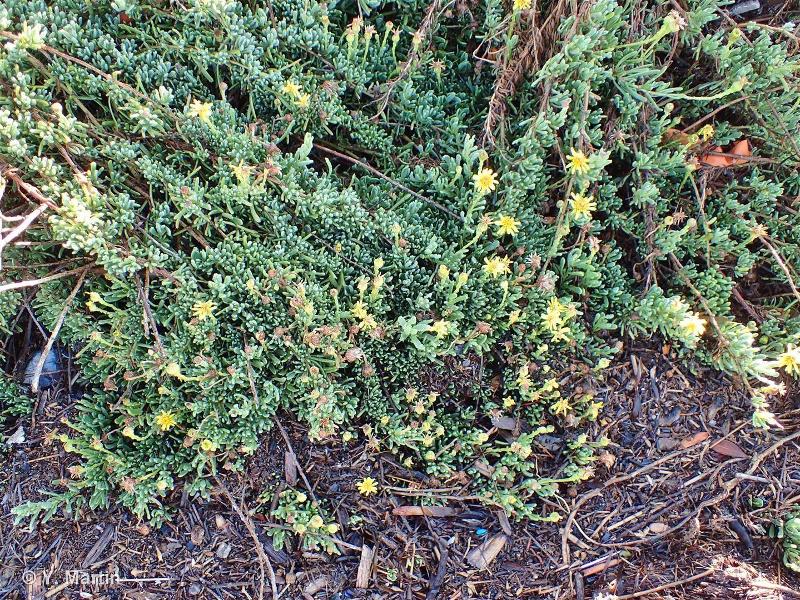 <i>Limbarda crithmoides </i>subsp.<i> longifolia</i> (Arcang.) Greuter, 2003 © 