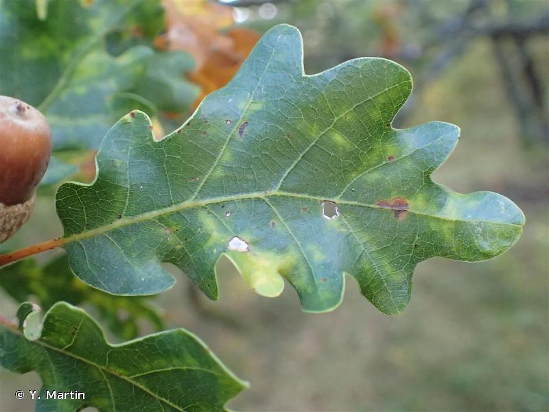Image of Quercus pubescens - Downy Oak: http://taxref.mnhn.fr/lod/taxon/116751