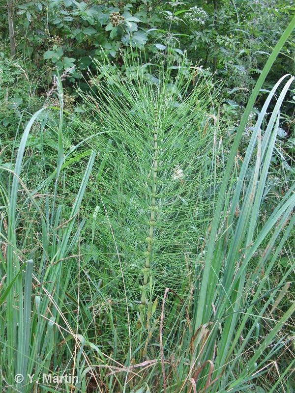 Image of Equisetum telmateia - Great Horsetail: http://taxref.mnhn.fr/lod/taxon/96546