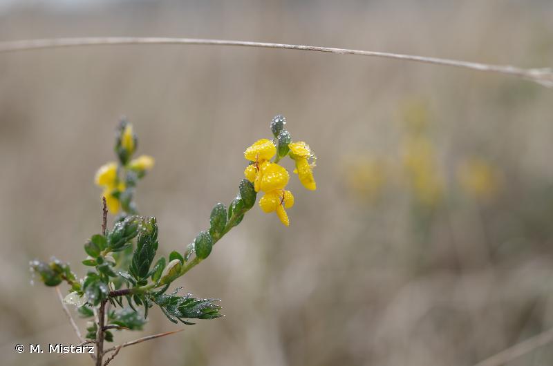 Image of Genista anglica - Petty Whin: http://taxref.mnhn.fr/lod/taxon/99721
