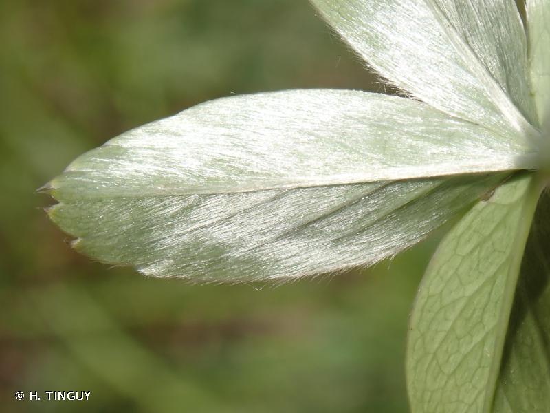 Alchemilla pentaphyllea L., 1753 - Alchémille à cinq feuilles