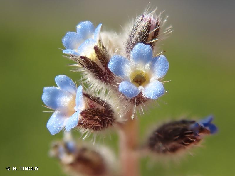 Image of Myosotis ramosissima - Early Forget-me-not: http://taxref.mnhn.fr/lod/taxon/109084