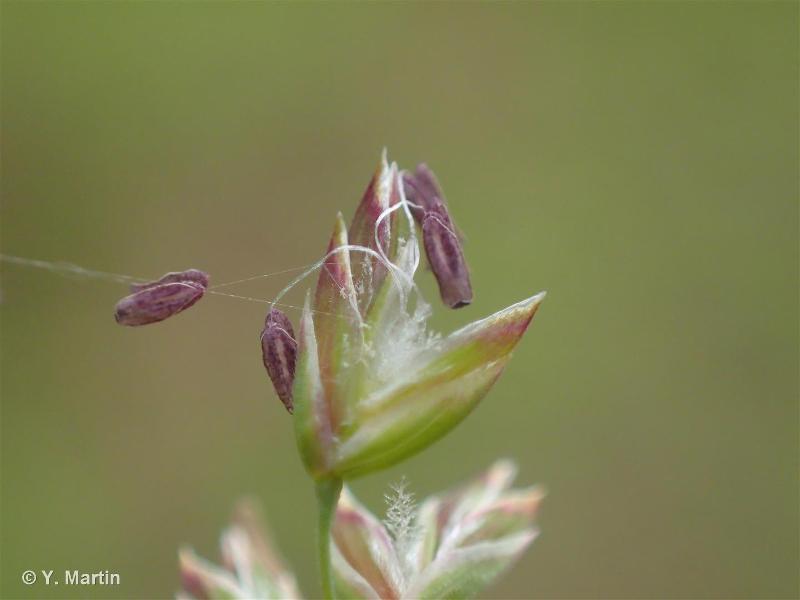 <i>Poa pratensis </i>L., 1753 subsp.<i> pratensis</i> © 