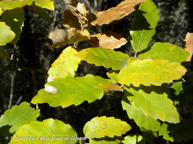 <i>Quercus crenata</i> Lam., 1785 © S. Sant/ Parc Amazonien de Guyane