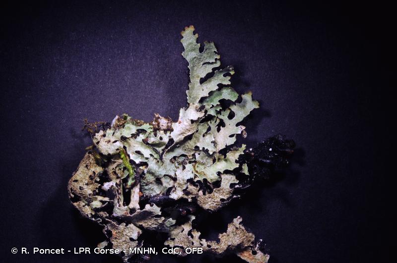 <i>Parmelia saxatilis</i> (L.) Ach., 1803 © R. Poncet - LPR Corse - MNHN, CdC, OFB