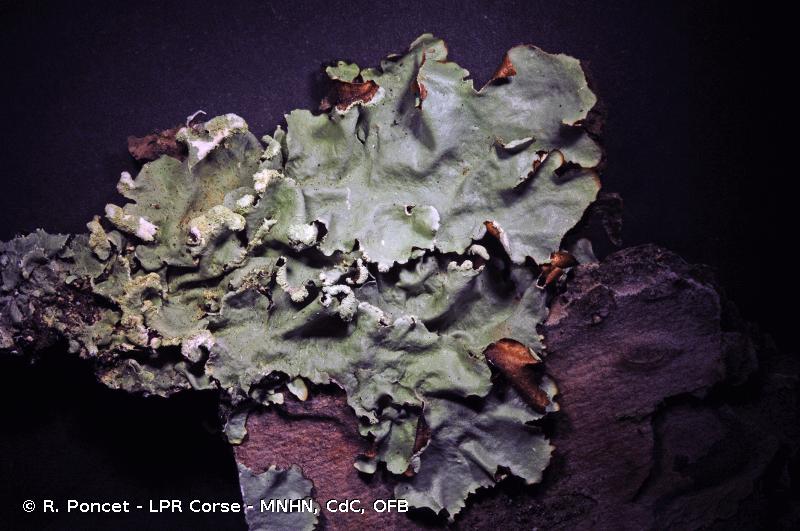 <i>Parmotrema reticulatum</i> (Taylor) M.Choisy, 1952 © R. Poncet - LPR Corse - MNHN, CdC, OFB