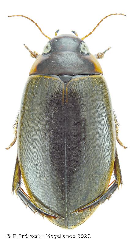 <i>Colymbetes fuscus</i> (Linnaeus, 1758) © P.Prévost - Magellanes 2021