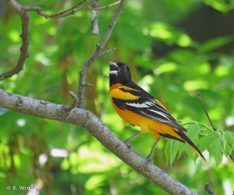 Baltimore Oriole (Icterus galbula) · iNaturalist