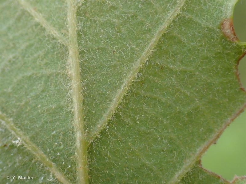 <i>Quercus pubescens</i> Willd., 1805 © 