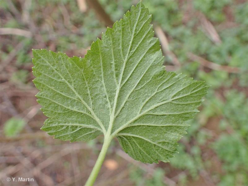 Cassis - Ribes nigrum - Plantes-et-Cie