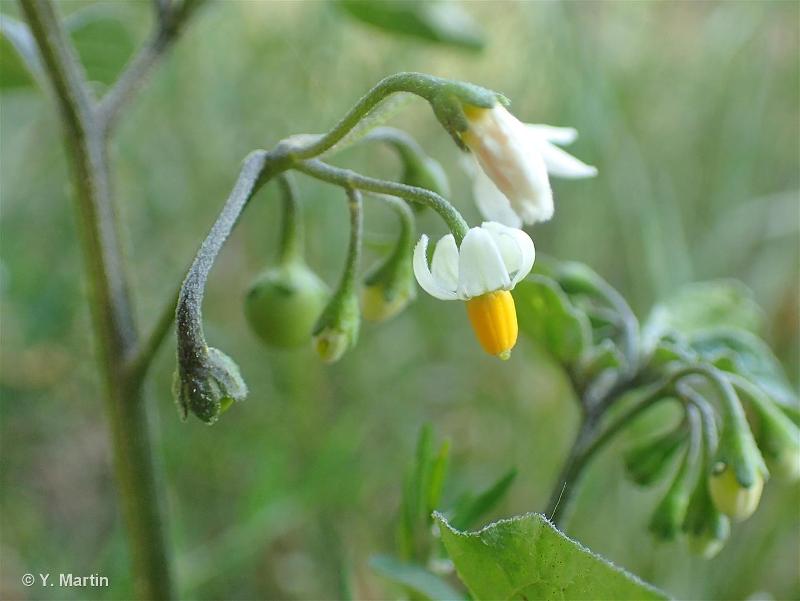 <i>Solanum nigrum </i>L., 1753 subsp.<i> nigrum</i> © 