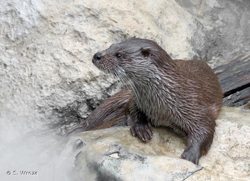 Loutre - Vikidia, l'encyclopédie des 8-13 ans