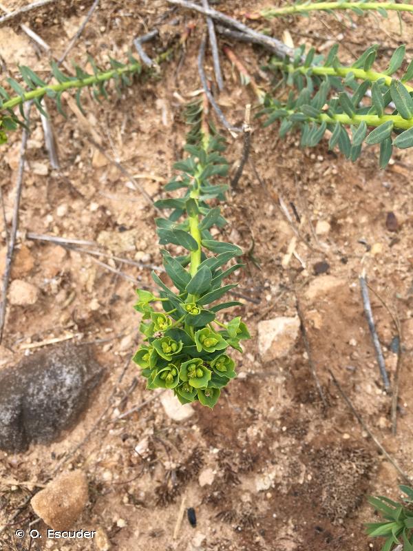 <i>Euphorbia seguieriana </i>Neck., 1770 subsp.<i> seguieriana</i> © O. Escuder