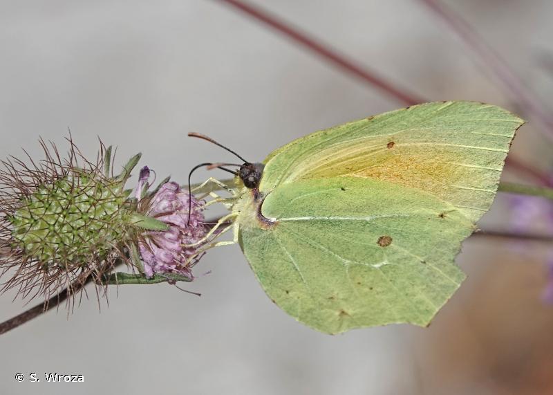 Citron de Provence (Le) - Gonepteryx cleopatra