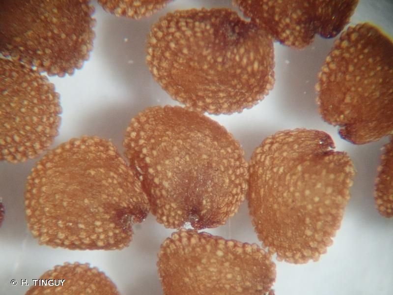 <i>Stellaria nemorum </i>L., 1753 subsp.<i> nemorum</i> © H. TINGUY