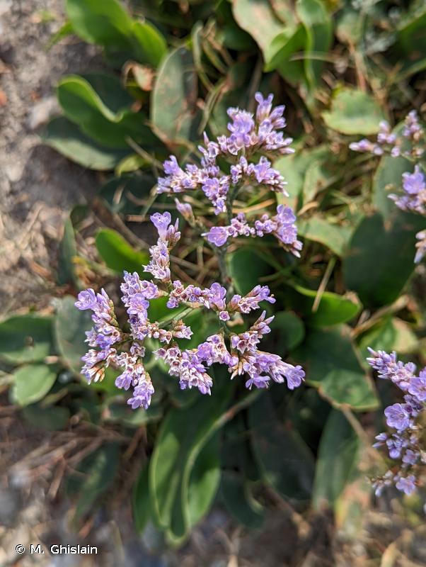 limonium vulgare