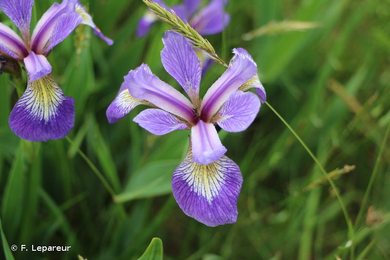 <i>Iris versicolor</i> L., 1753 © F. Lepareur