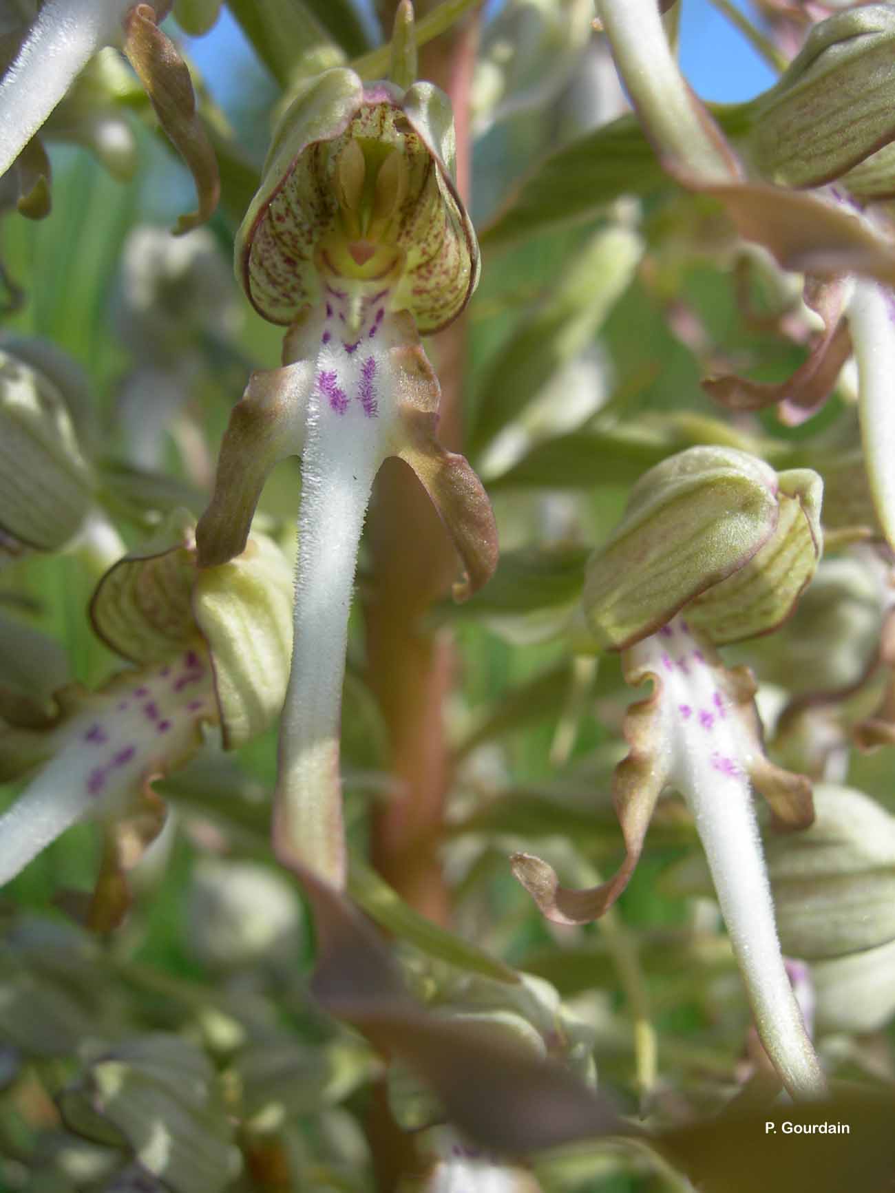 Image of Himantoglossum hircinum - Lizard Orchid: http://taxref.mnhn.fr/lod/taxon/102797
