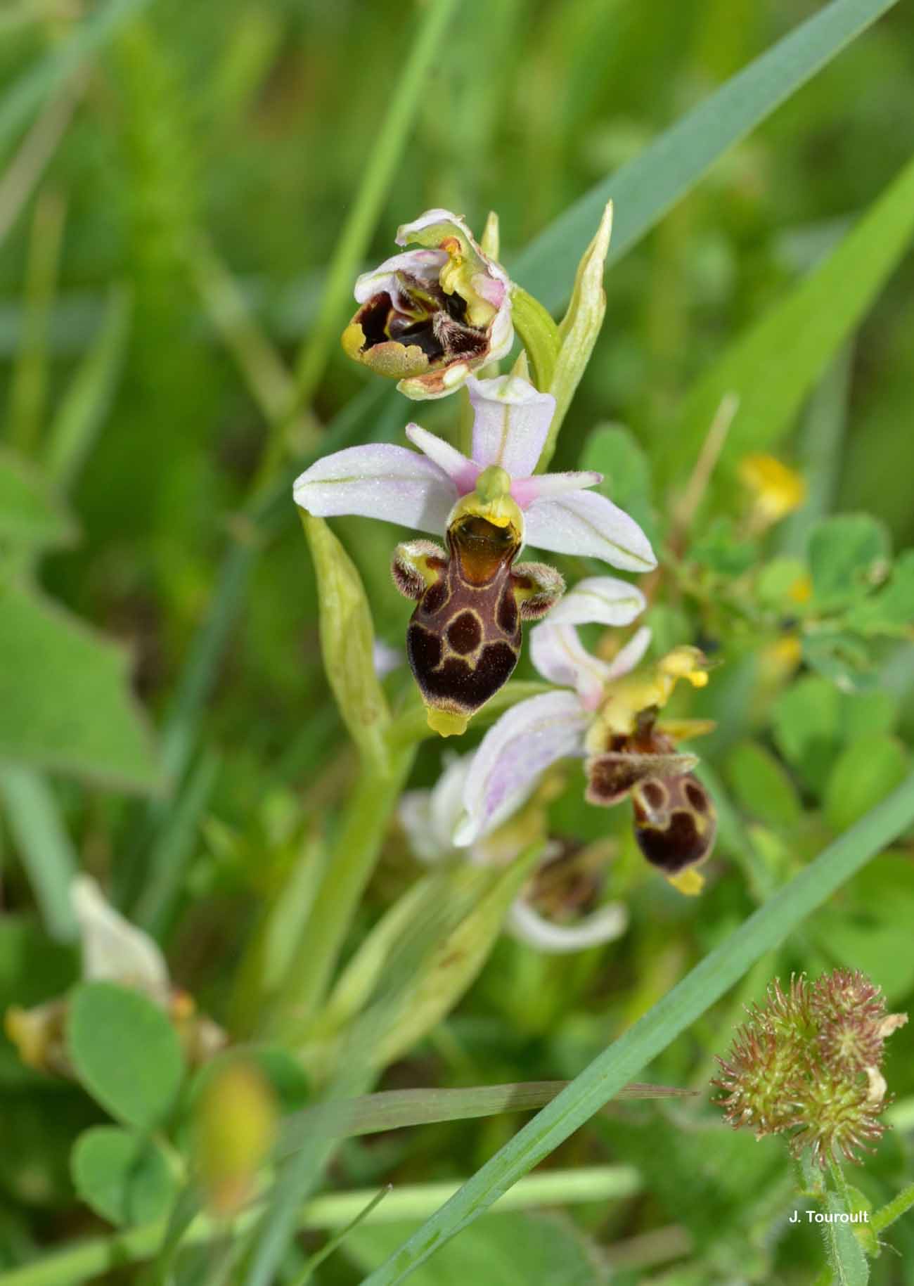 <i>Ophrys corbariensis</i> J.Samuel & J.-M.Lewin, 2002 © J. Touroult