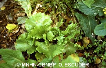 <i>Lactuca sativa</i> L., 1753 © MNHN-CBNBP O. Escuder