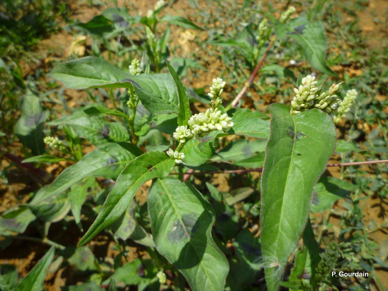 <i>Persicaria lapathifolia</i> (L.) Delarbre, 1800 © P. Gourdain