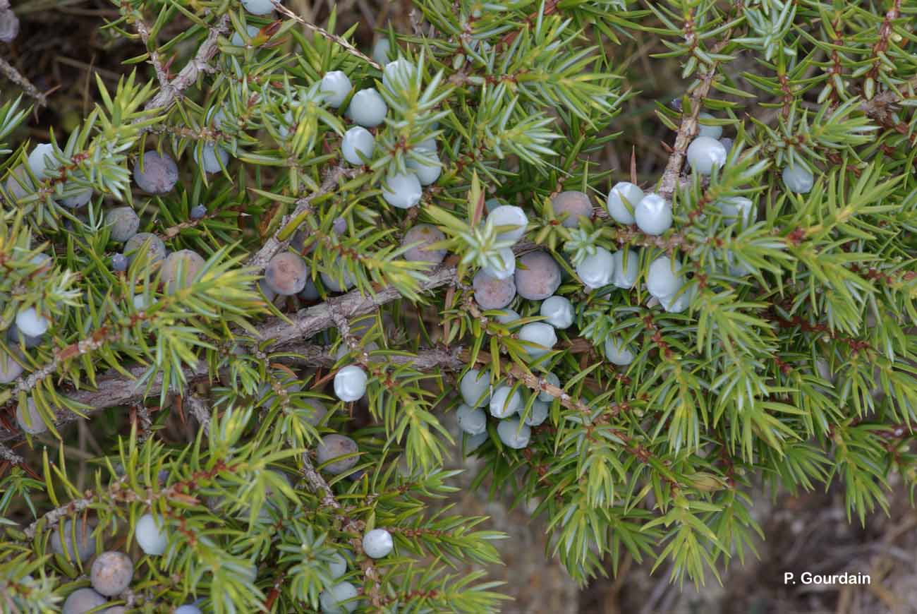 <i>Juniperus communis </i>subsp.<i> nana</i> (Hook.) Syme, 1868 © P. Gourdain