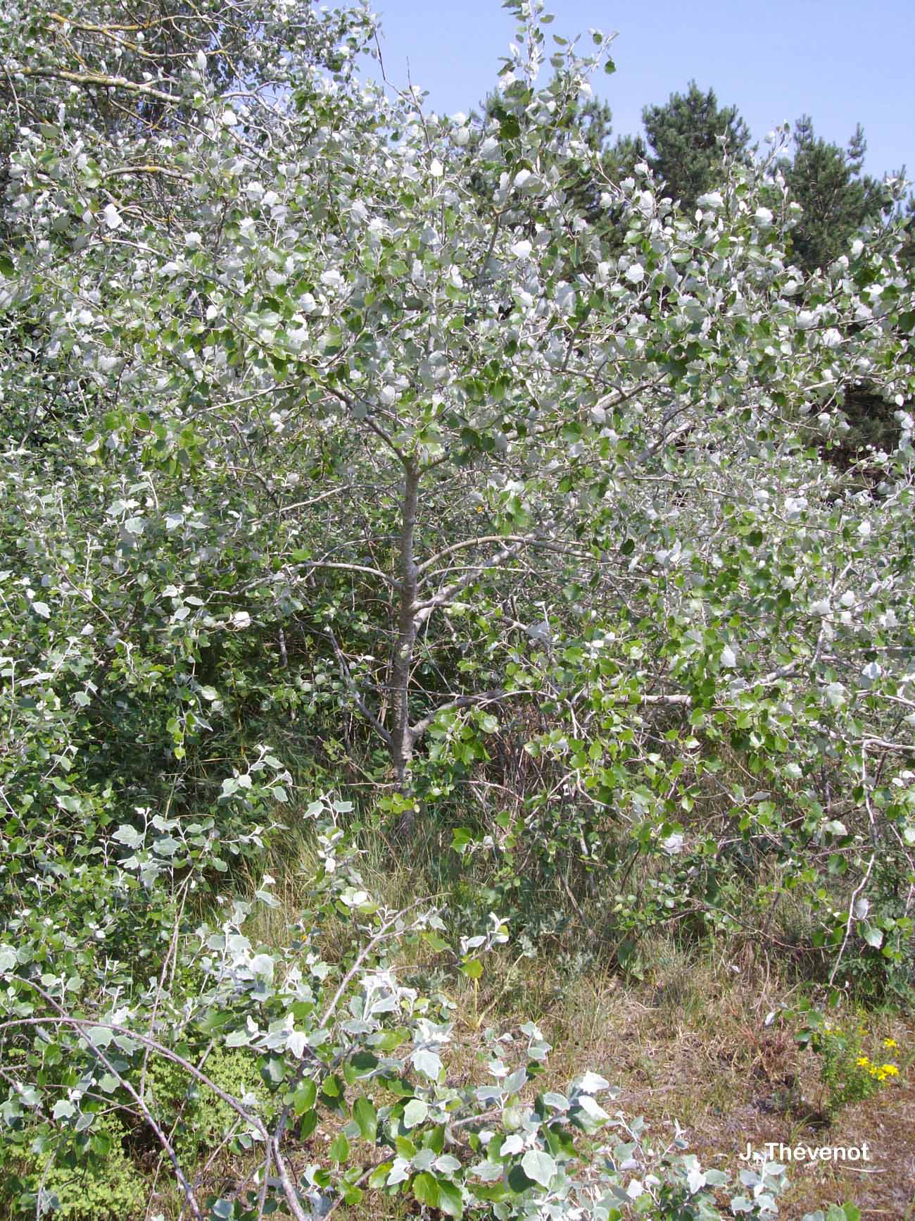 Image of Populus alba - White Poplar: http://taxref.mnhn.fr/lod/taxon/115110