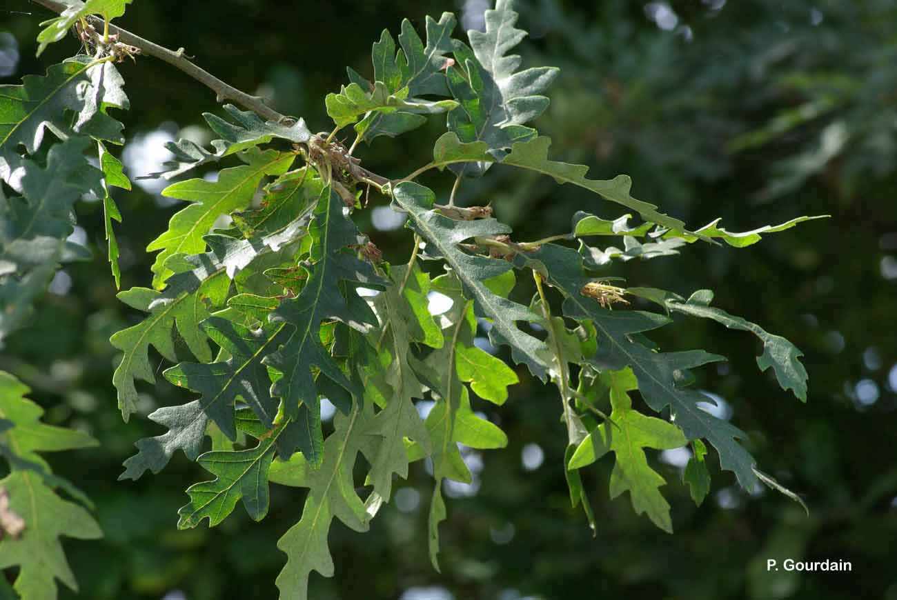 <i>Quercus cerris</i> L., 1753 © P. Gourdain