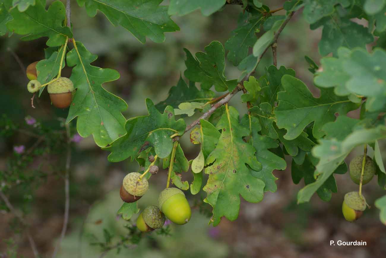 Image of Quercus robur - Pedunculate Oak: http://taxref.mnhn.fr/lod/taxon/116759