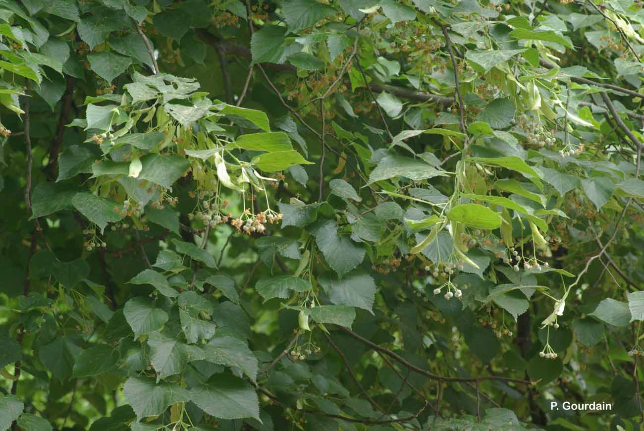 Image of Tilia cordata - Small-leaved Lime: http://taxref.mnhn.fr/lod/taxon/126628