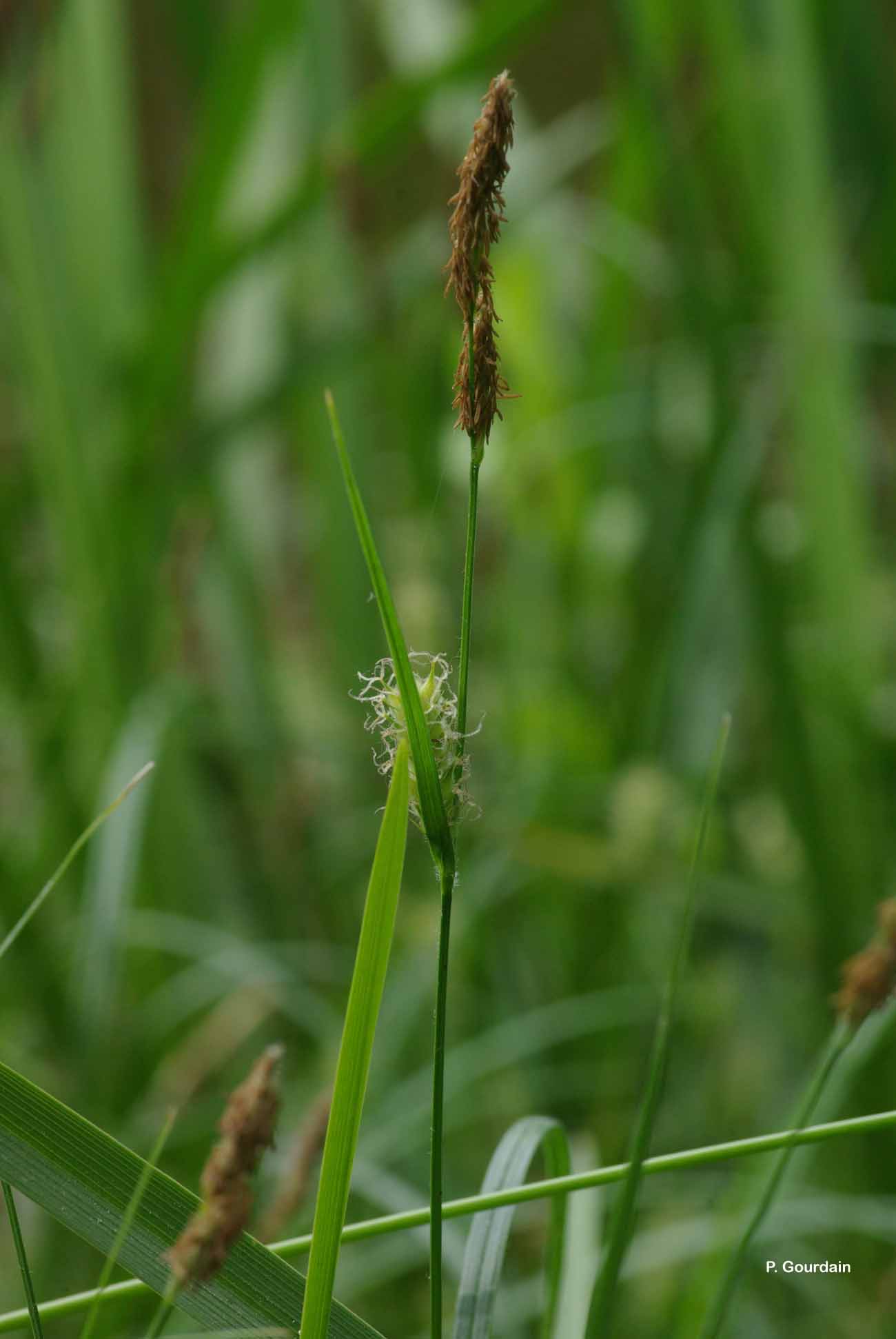 Image of Carex hirta - Hairy Sedge: http://taxref.mnhn.fr/lod/taxon/88569