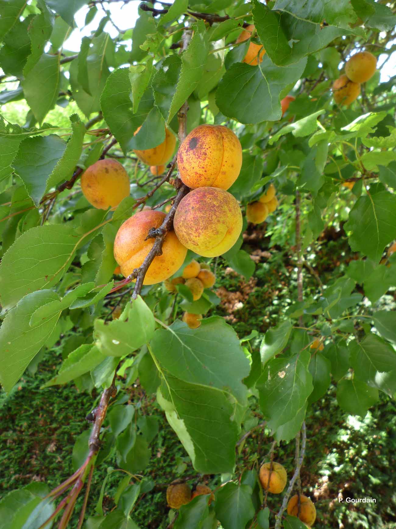 <i>Prunus armeniaca</i> L., 1753 © P. Gourdain