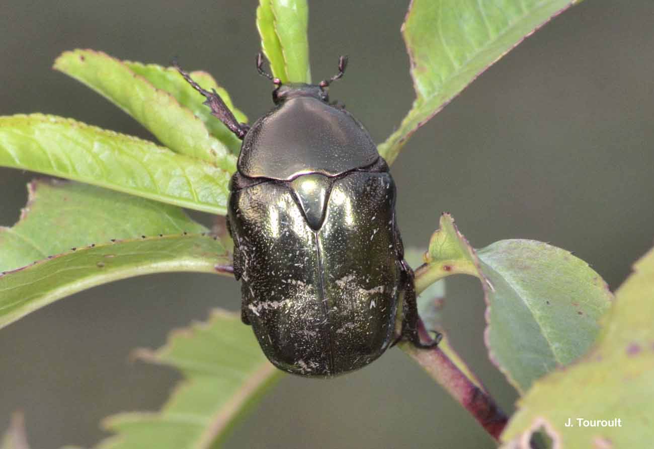 Coléoptères - Coleoptera