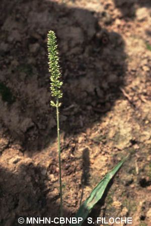 <i>Setaria verticillata</i> (L.) P.Beauv., 1812 © MNHN-CBNBP S. Filoche